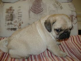 Masse's Pudgy Pugs